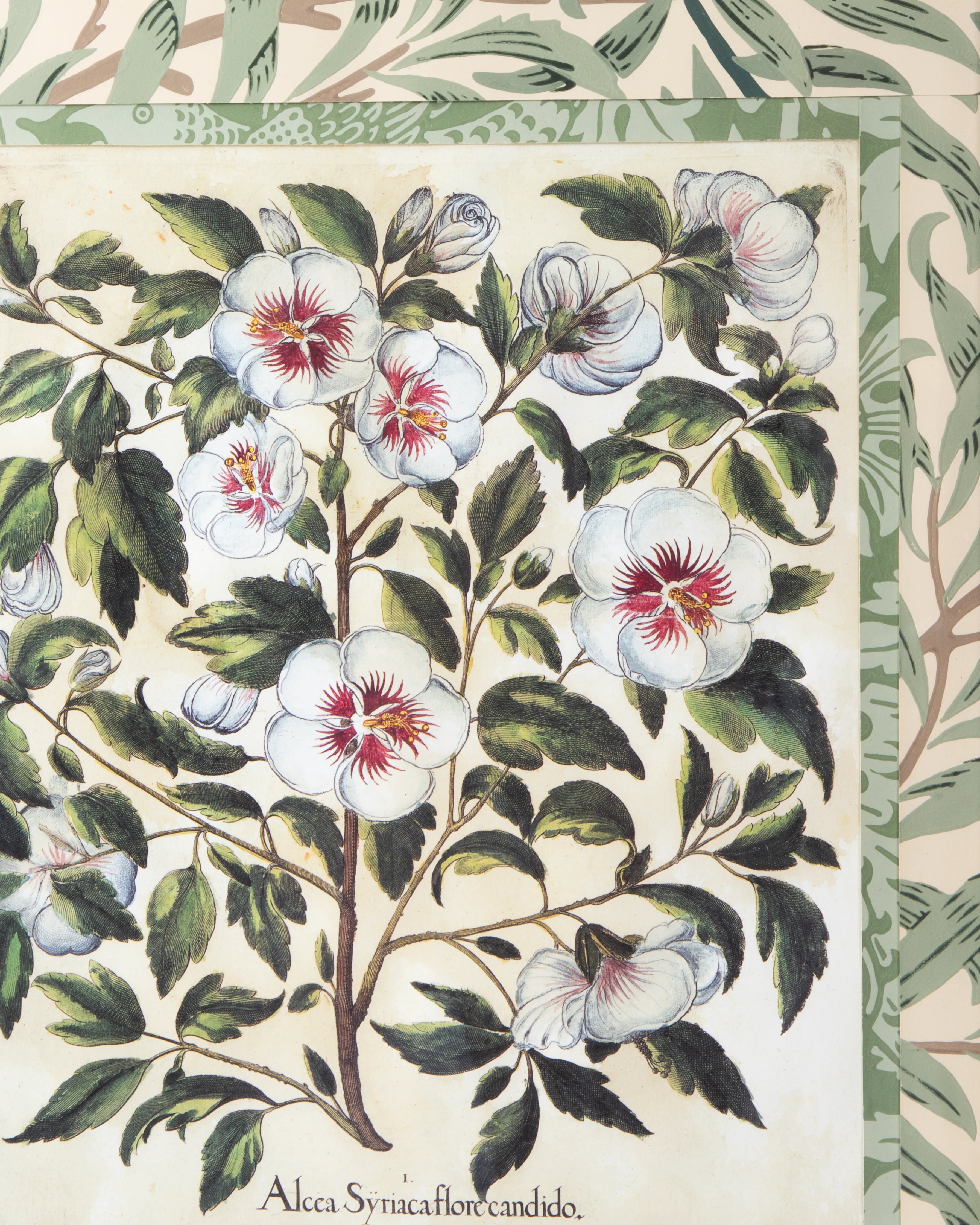 Hand-Aged Besler Alcca Syriaca Print in Fully Wrapped William Morris Frame