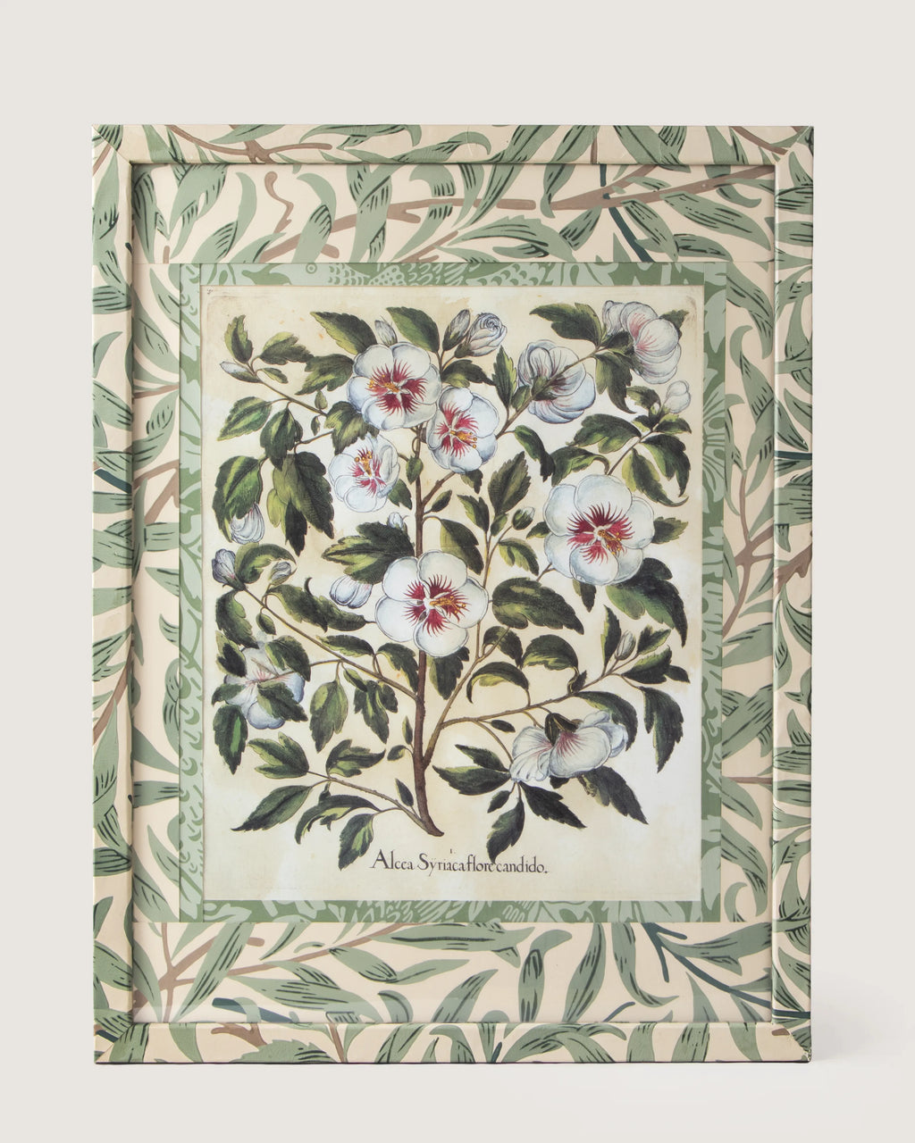 Framed botanical illustration of an Alcca Syriaca white hibiscus plant from Besler's 1613 Hortus Eystettensis, encased in a custom frame and passepartout both fully wrapped by hand in green William Morris foliage wallpaper.