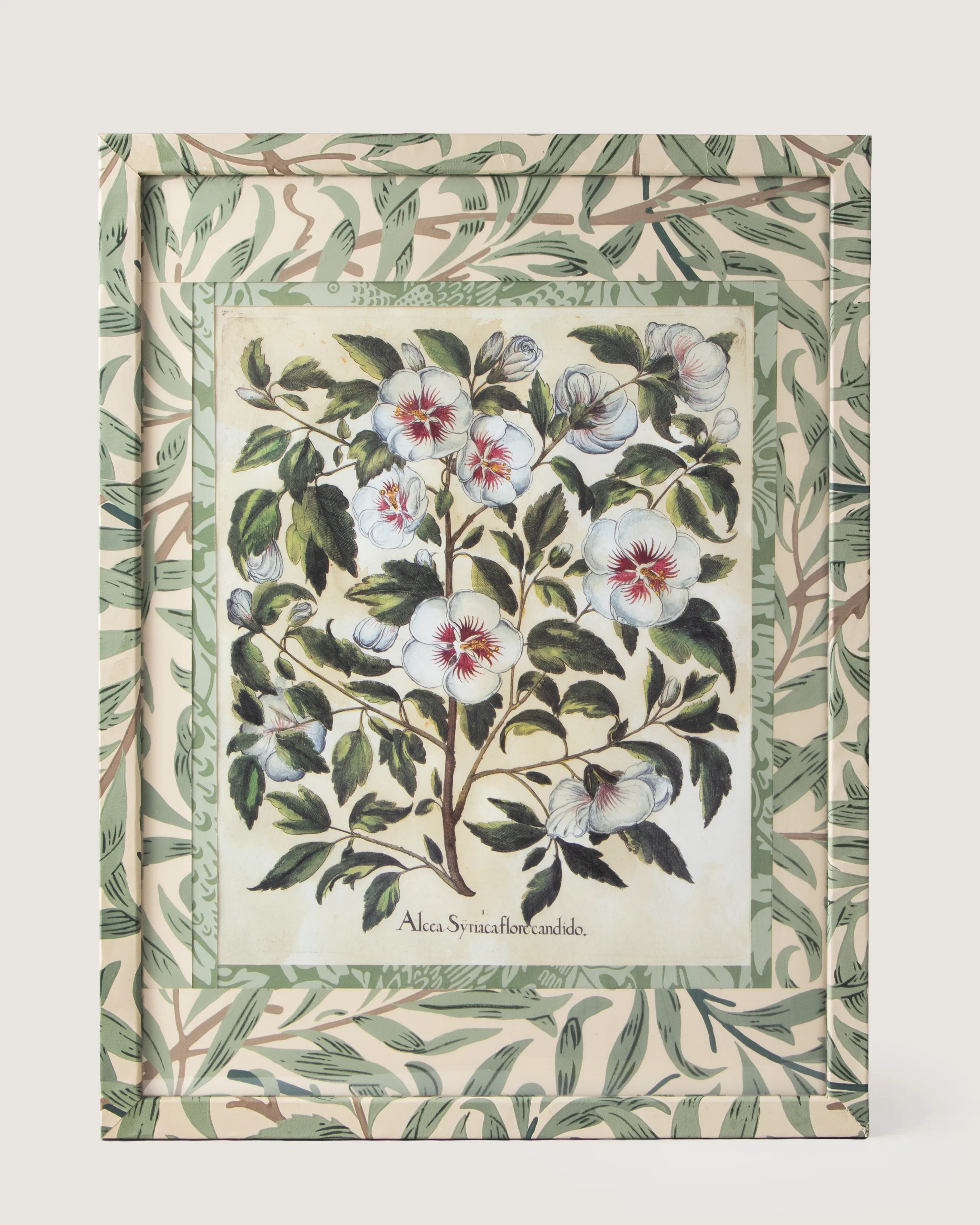 Framed botanical illustration of an Alcca Syriaca white hibiscus plant from Besler's 1613 Hortus Eystettensis, encased in a custom frame and passepartout both fully wrapped by hand in green William Morris foliage wallpaper.